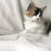 サイベリアン【茨城県・女の子・2025年5月29日・キャリコ、マイクロ、ワクチン2回済み】の写真5「遊び中、ひと休み。」