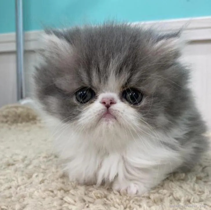 ID：2212-02184の子猫