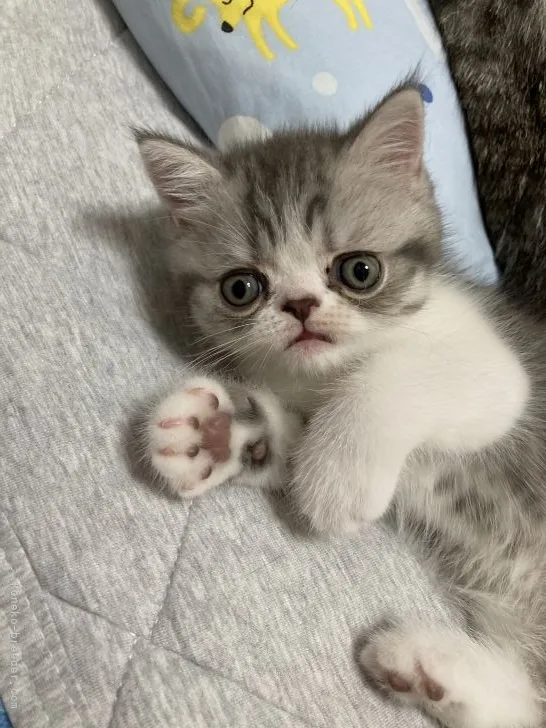 ID：2106-02543の子猫