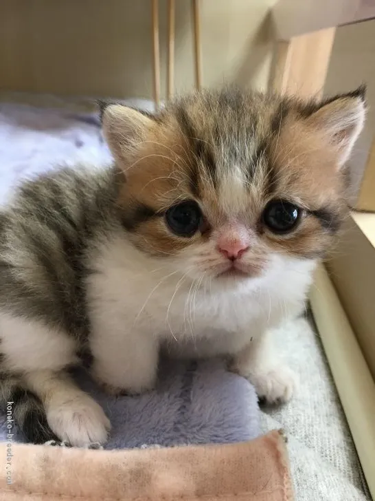 ID：2005-01652の子猫