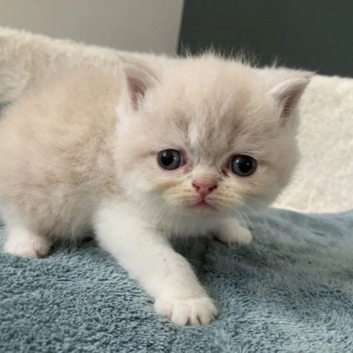 ID：2307-00665の子猫