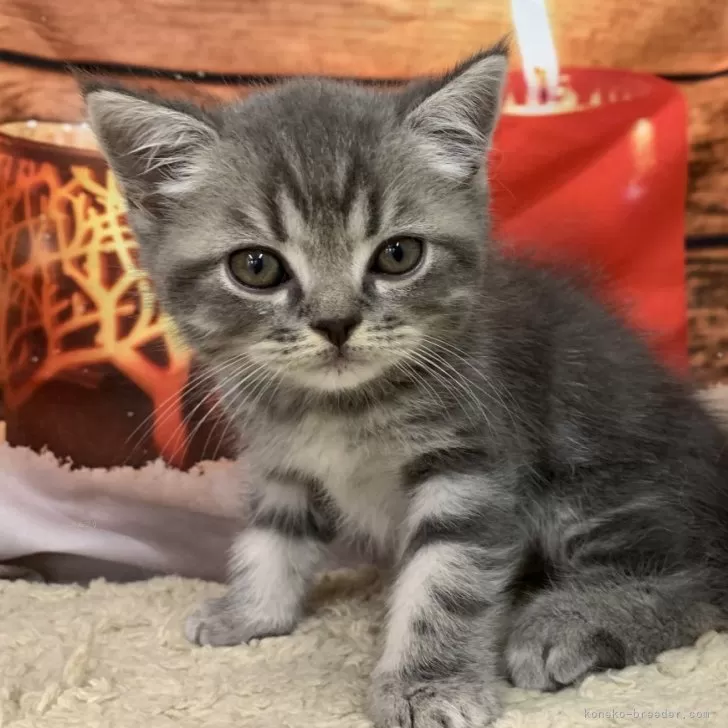 ID：2411-01487の子猫