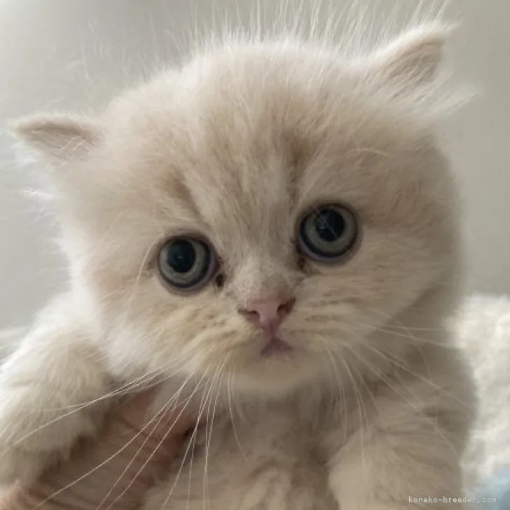 ミヌエット(短足)【大阪府・男の子・2023年5月27日・クリームタビー】の写真1