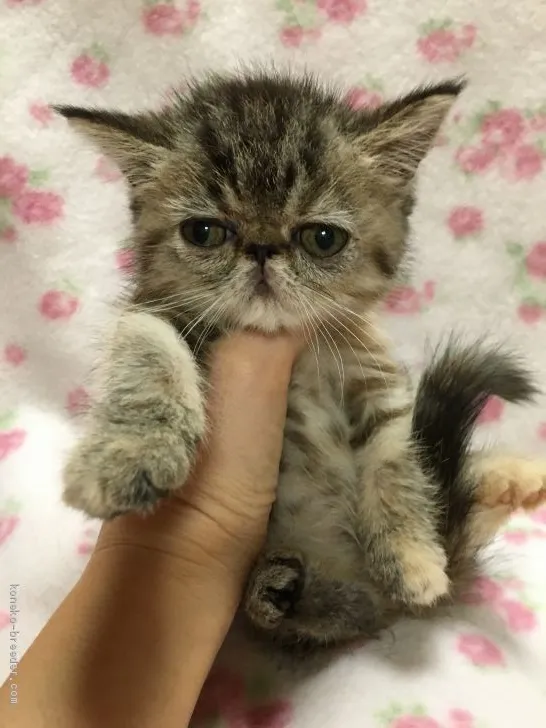 ID：1910-00959の子猫