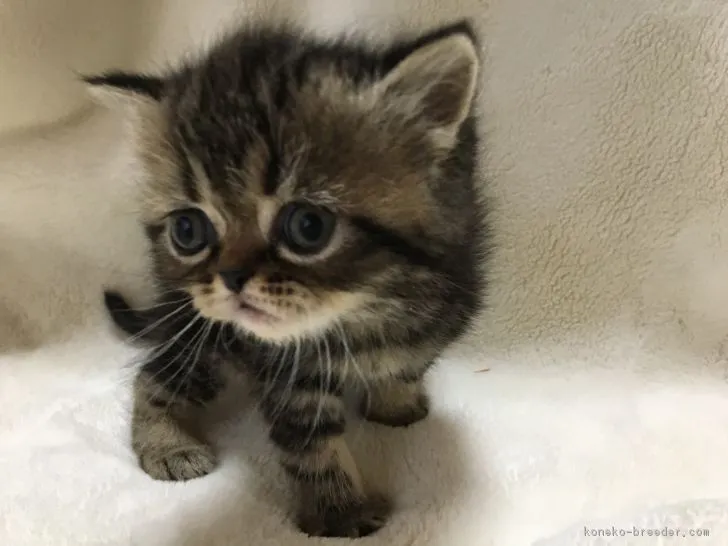 ID:1901-01108の子猫