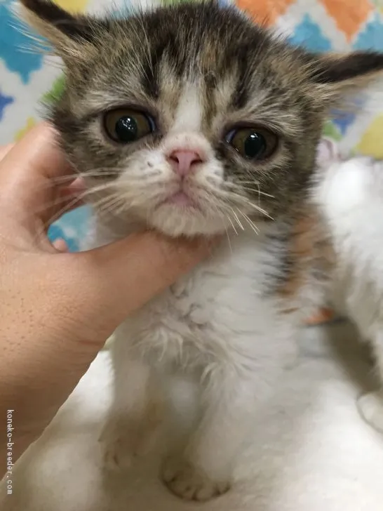 ID：1909-00934の子猫