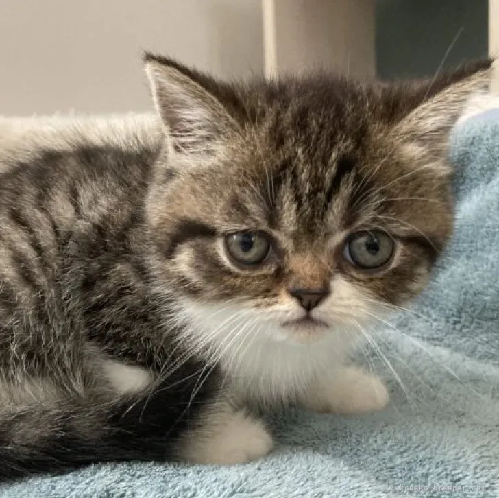 ID：2307-00598の子猫