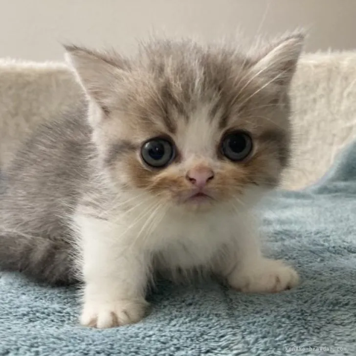 ID：2307-00597の子猫