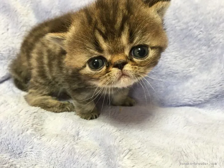 ID：2004-00158の子猫