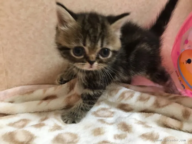 ID：1908-00669の子猫