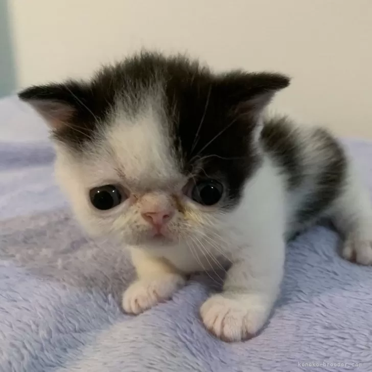 ID：2409-02477の子猫