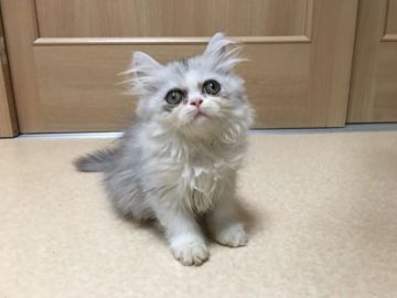 エキゾチックショートヘア【大阪府・女の子・2018年6月15日・ブラウンタビー&ホワイト（ロング）】の写真「♬三猫三様♬キレイな柄の三姉妹です」