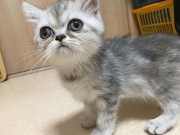 エキゾチックショートヘア【大阪府・女の子・2018年6月15日・ブラウンタビー&ホワイト（ショート）】の写真「♬三猫三様♬キレイな柄の三姉妹です」