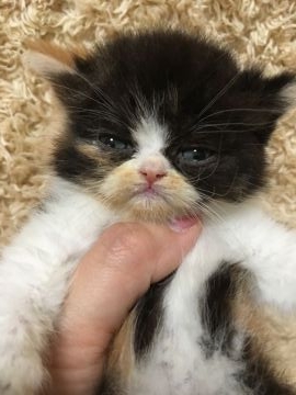 エキゾチックショートヘア【大阪府・女の子・2018年3月27日・キャリコ（ロング）】の写真「♡ペタンコのお顔が可愛いキレイなお色♡」