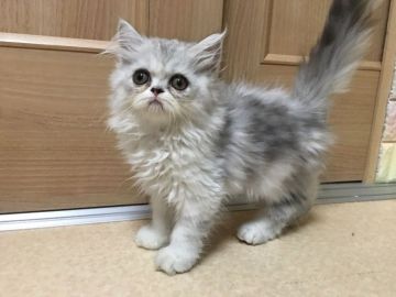 エキゾチックショートヘア【大阪府・女の子・2018年6月15日・ブラウンタビー&ホワイト（ロング）】の写真「♬三猫三様♬キレイな柄の三姉妹です」