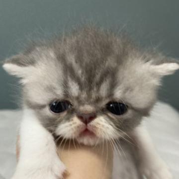 ミヌエット(長足)【大阪府・女の子・2022年6月14日・シルバータビー&ホワイト（ショート）】の写真「♬足長でお買い得♡可愛い女の子♬」