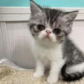 ミヌエット(長足)【大阪府・男の子・2022年11月20日・シルバータビー&ホワイト】の写真1