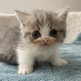 ミヌエット(短足)【大阪府・男の子・2023年5月12日・ブルータビー&ホワイト】の写真1