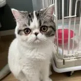 ミヌエット(長足)【大阪府・女の子・2022年6月14日・ブラウンタビー&ホワイト】の写真1