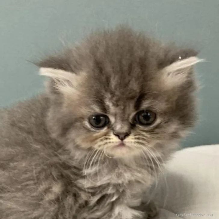 ID：2208-01500の子猫