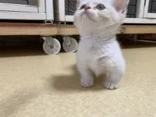 ミヌエット【大阪府・男の子・2020年10月16日・クリームタビー&ホワイト】の写真2