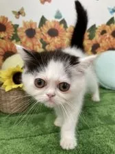 エキゾチックショートヘア【大阪府・女の子・2021年4月2日・ブラック&ホワイトバン】の写真2