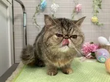 エキゾチックショートヘア【大阪府・女の子・2019年8月10日・ブラウンタビー】の写真3