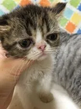 エキゾチックロングヘア【大阪府・女の子・2019年7月8日・キャリコ】の写真3