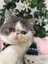 エキゾチックショートヘア【大阪府・男の子・2021年4月2日・ブルー&ホワイト】の写真3