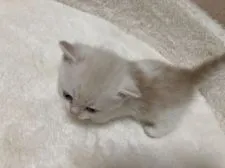 ミヌエット【大阪府・男の子・2020年10月16日・クリームタビー&ホワイト】の写真3「背中に白のポイントがあります」