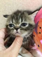 エキゾチックショートヘア【大阪府・女の子・2019年7月8日・ブラウンタビー】の写真5