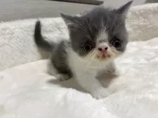 ミヌエット(短足)【大阪府・男の子・2025年5月29日・ブルー&ホワイト】の写真10