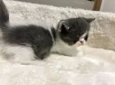 ミヌエット(短足)【大阪府・男の子・2025年5月29日・ブルー&ホワイト】の写真13