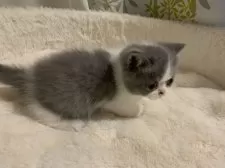 ミヌエット(短足)【大阪府・男の子・2025年1月23日・ブルー&ホワイト】の写真13