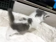 ミヌエット(短足)【大阪府・男の子・2025年5月29日・ブルー&ホワイト】の写真14