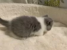 ミヌエット(短足)【大阪府・男の子・2025年1月23日・ブルー&ホワイト】の写真15