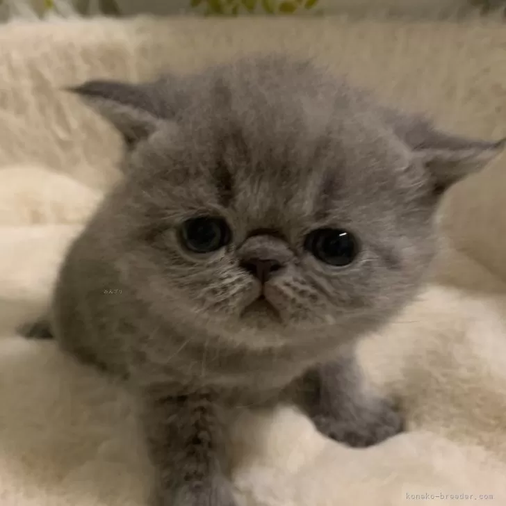 ID:2503-00896の子猫