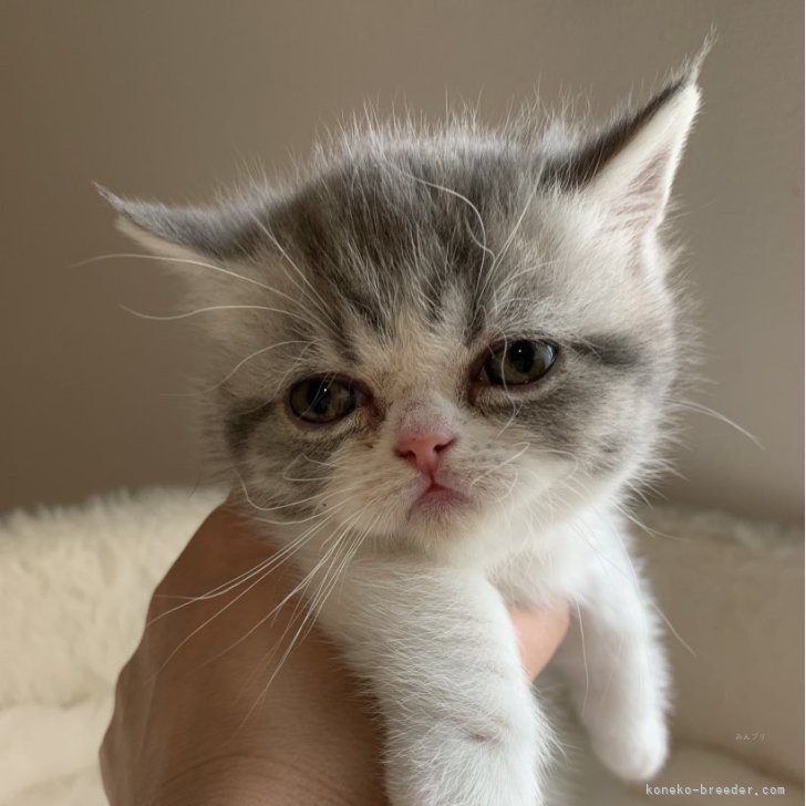 M.T 様のお迎えした子猫