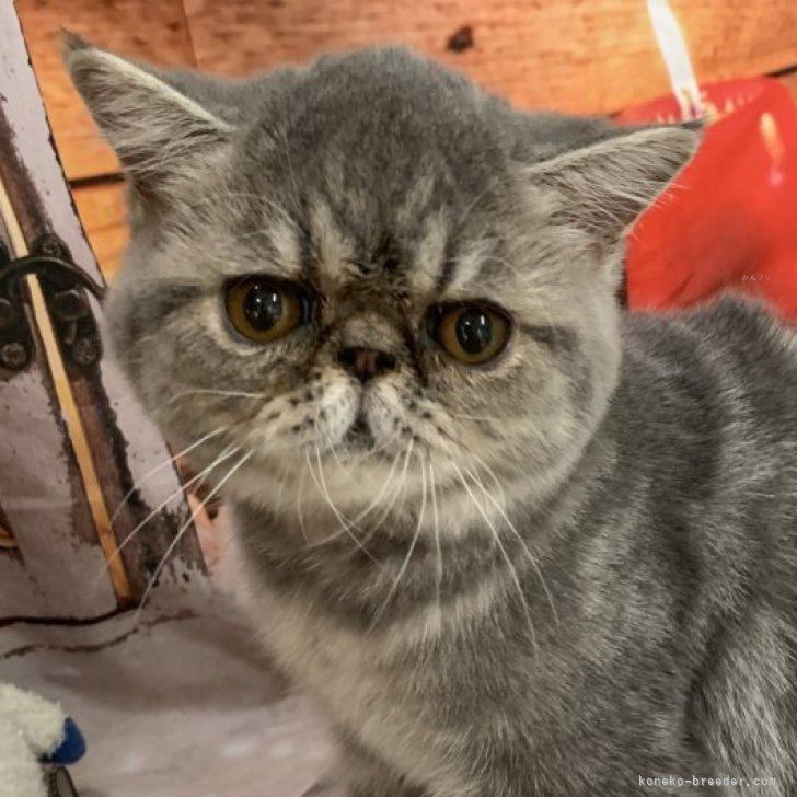 ブリーダー画像