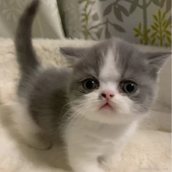 ID：2503-00894の子猫