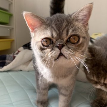 ミヌエット(長足)【大阪府・男の子・2025年5月29日・シルバータビー（短毛）】の写真「🎵おとなしくて人懐こいミヌエットちゃん🎵」