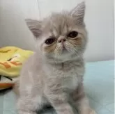 エキゾチックショートヘア