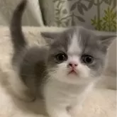 ミヌエット(短足)【大阪府・男の子・2025年1月23日・ブルー&ホワイト】の写真1