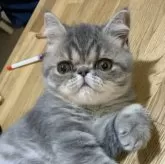 エキゾチックショートヘア