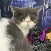 ミヌエット(短足)【大阪府・男の子・2025年5月29日・ブルー&ホワイト】の写真2