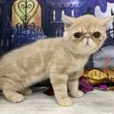 エキゾチックショートヘア【大阪府・男の子・2025年6月29日・クリームタビー】の写真2