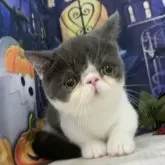 ミヌエット(短足)【大阪府・男の子・2025年5月29日・ブルー&ホワイト】の写真3