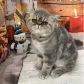 エキゾチックショートヘア【大阪府・男の子・2025年6月29日・ブルータビー】の写真3