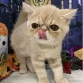 エキゾチックショートヘア【大阪府・男の子・2025年6月29日・クリームタビー】の写真4