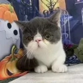 ミヌエット(短足)【大阪府・男の子・2025年5月29日・ブルー&ホワイト】の写真5